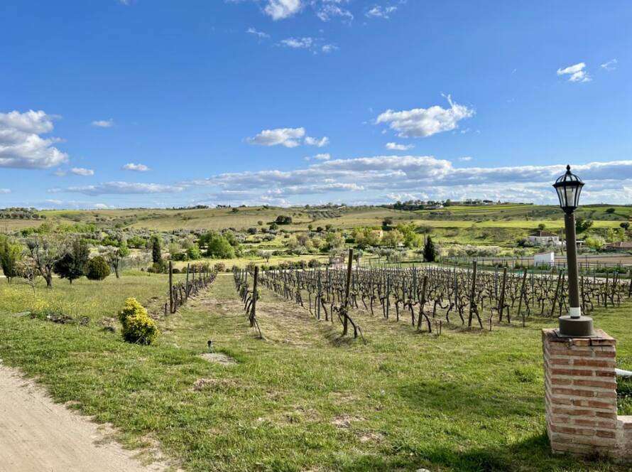 Viñedos