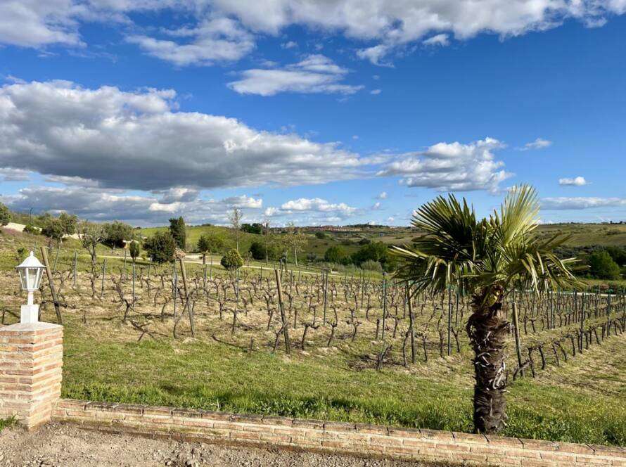 Viñedo